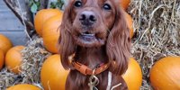 Garden centre opens bookings for pup-kin patch event for dogs -