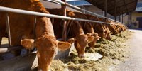Inalca and Corteva together to improve the sustainability of the beef cattle supply chain