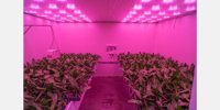 Sierteelt breeder Anthura focuses on daylight -free growing