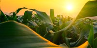 New maize transformation method may broaden access to crop bioengineering —