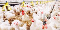 Plukon Food Group acquires 100% of the shares of the Spanish company Grupo Avícola Hidalgo