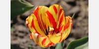 Dates announced for 2025 Dutch Tulip Show