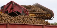 Aviko's land pool sets record price - News Potatoes