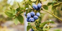 BerryWorld scoops awards for premium varieties -