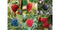 BerryWorld celebrates wins at the 2025 Superior Taste Awards -