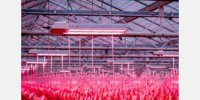 Achieving summer production levels for winter tomato growth