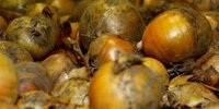 Pool price Van Meir Onions at € 1.49 | Akkerwijzer.nl - News and knowledge for arable farmers