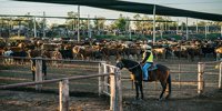 Behind Scenes Of Feedlot TECH’s New Pen Riding Course