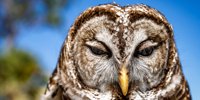 Busch Wildlife Sanctuary moved to Jupiter Farms a year ago. What changed? And what's ahead?
