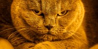 Fat cats: union points out pay gap, employers want 'normal' wages