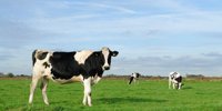 This is how livestock farmers in the Netherlands become more sustainable