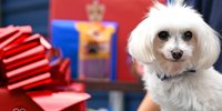 Absolutely fur-bulous! Mars celebrates 90 years in pet care with a tail-wagging paw-ty for Battersea's oldest residents