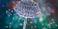 Selko and Westerdijk Institute uncover new insights into inhibiting mold in feed