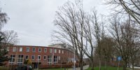 Local residents are shocked: two 'leading' Utrecht trees have been cut down