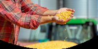 Mycotoxin contamination affects up to 69% of samples