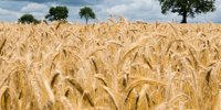 Global food commodity prices decline in December led by sharp drop in sugar quotations