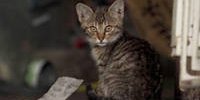 Eurocross emergency center warns against rabies while traveling