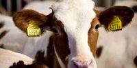 The Dutch veal sector is gasping for breath