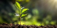 Novelis wins sustainability award