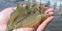 Nutreco to take on full ownership of India-based Eruvaka, an aquaculture focused IoT company.