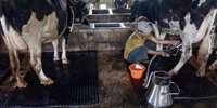Frieslandcampina will build 40 dairy farms in RI
