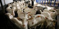 Lower result Bettinehoeve, AVH records extra turnover - Food & Agribusiness