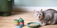Prins presents new wet foods for cats •