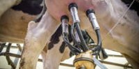 "Almost one kilogram of milk per cow per day extra due to better intestinal health"