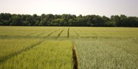 Corteva launches a research field platform -