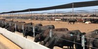 Sapphire feedlot expansion reflects growing grainfed industry confidence + VIDEOS - Beef Central