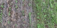 Pulse crop weed control boost for cropping systems