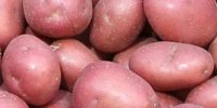 Europa: Energy efficiency for a new potato production unit