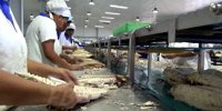 Investment Fiji backs PAFCO in market diversification – FBC News