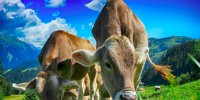 USA: OECD complaint filed against Ahold Delhaize by NGO Migrant Justice, alleging "grave human rights violations" in dairy supply chain; incl. cos. responses & non-response - Business & Human Rights Resource Centre