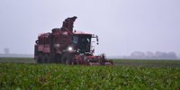 Remove the beets quickly before frost