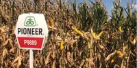 Teodor Dicoiu - again Corn champion with the P9889 hybrid -