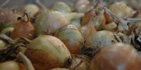 Onion pool B Van Meir puts down € 31.85 (60-) and € 42.54 (60+) | Akkerwijzer.nl - News and knowledge for arable farmers