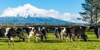 Maxum Foods issues global dairy commodity update for December