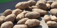 Aviko is going to process more potatoes in China -