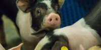 Saving and generating sustainable energy on pig farms