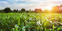 Biological Nutrition Seed Treatment Supports Uniform Corn Emergence -