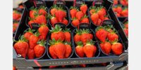 Lambada season started again at Beekers Berries