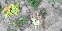 Nature work day on the Maas near Obbicht and Nattenhoven