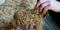 Chance of forcing in the coming weeks: put forcing buckets in stock in good time!
