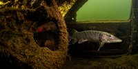 Jantina Scheltema from Ameland wins in the Underwater category at the Lowland Photo Contest 2024 |