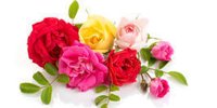 Jamani Group adds e-bloom to its portfolio