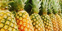 JBT Marel Unveils Automated ProDOSE Pineapple Wax Dosing Machine -