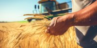 Corteva Crop Protection puts weed-free wheat first |