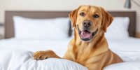 Hotel groups grow loyalty membership despite 'points fatigue' |