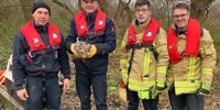 FW Hannover: Hannover-Herrenhausen: Fire brigade rescues common buzzard from an unfortunate situation